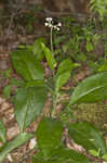 Wild comfrey